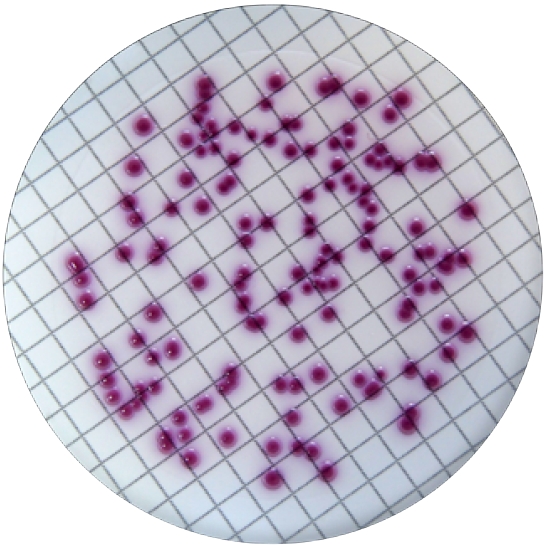 Filtry membranowe mikrobiologiczne